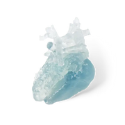 Image shows heart aorta 3D-printed with BioMed Flex 80A Resin